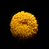 Yellow Chrysanthemum - Floral Art Prints